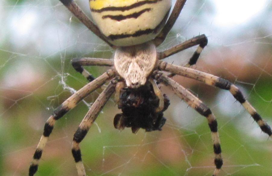 Argiope bruennichi